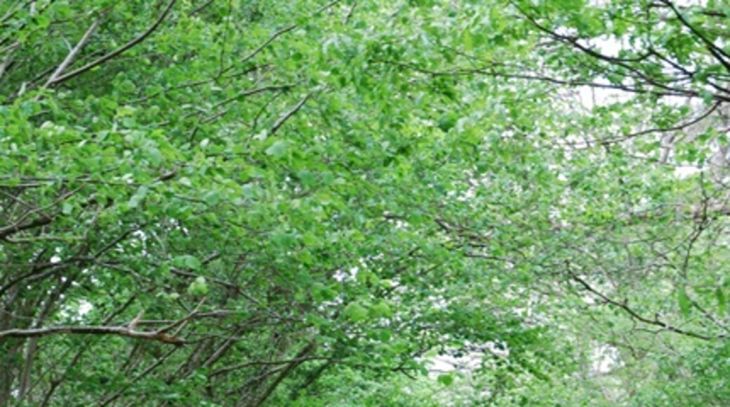 Photo "Blandford St. Mary" by Toby (CC BY-SA) / Cropped from original