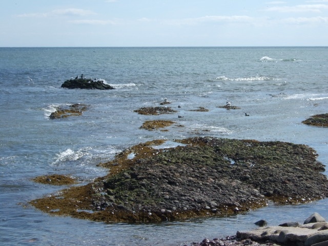 Rocky foreshore Off Johnshaven harbour.