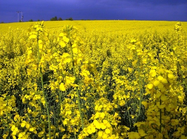 Sunshine on the Brassica napus (rapeseed) in Great Oxendon. The rapeseed crop was particularly well advanced here for late April. Combined with the late afternoon sun it made for a sharply colourful scene, making up for the need to push through this at shoulder height to follow the footpath.