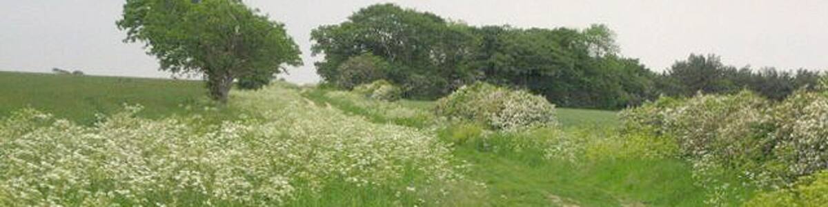 Photo "Green Bank A picturesque quiet green lane." by Roger Temple (Creative Commons Attribution-Share Alike 2.0) / Cropped from original
