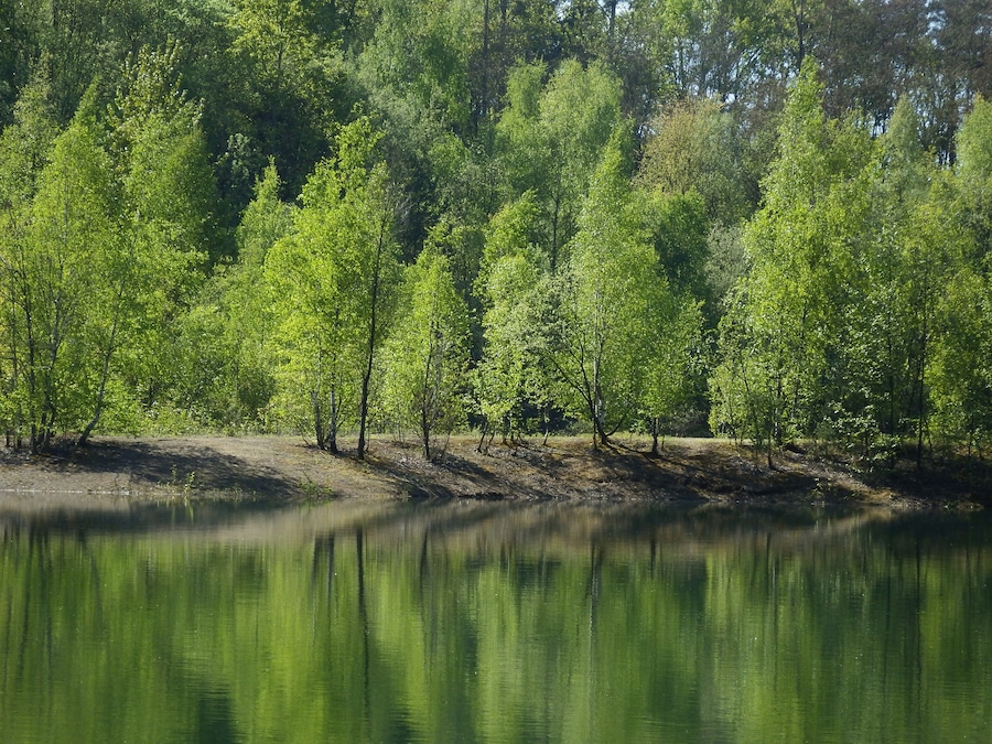 Naturschutzgebiet „Grube Cox“ zwischen Bergisch Gladbach und Bensberg: Schattenspiele