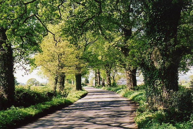 Uffculme: road near Bradfield. Looking south west towards Cullompton