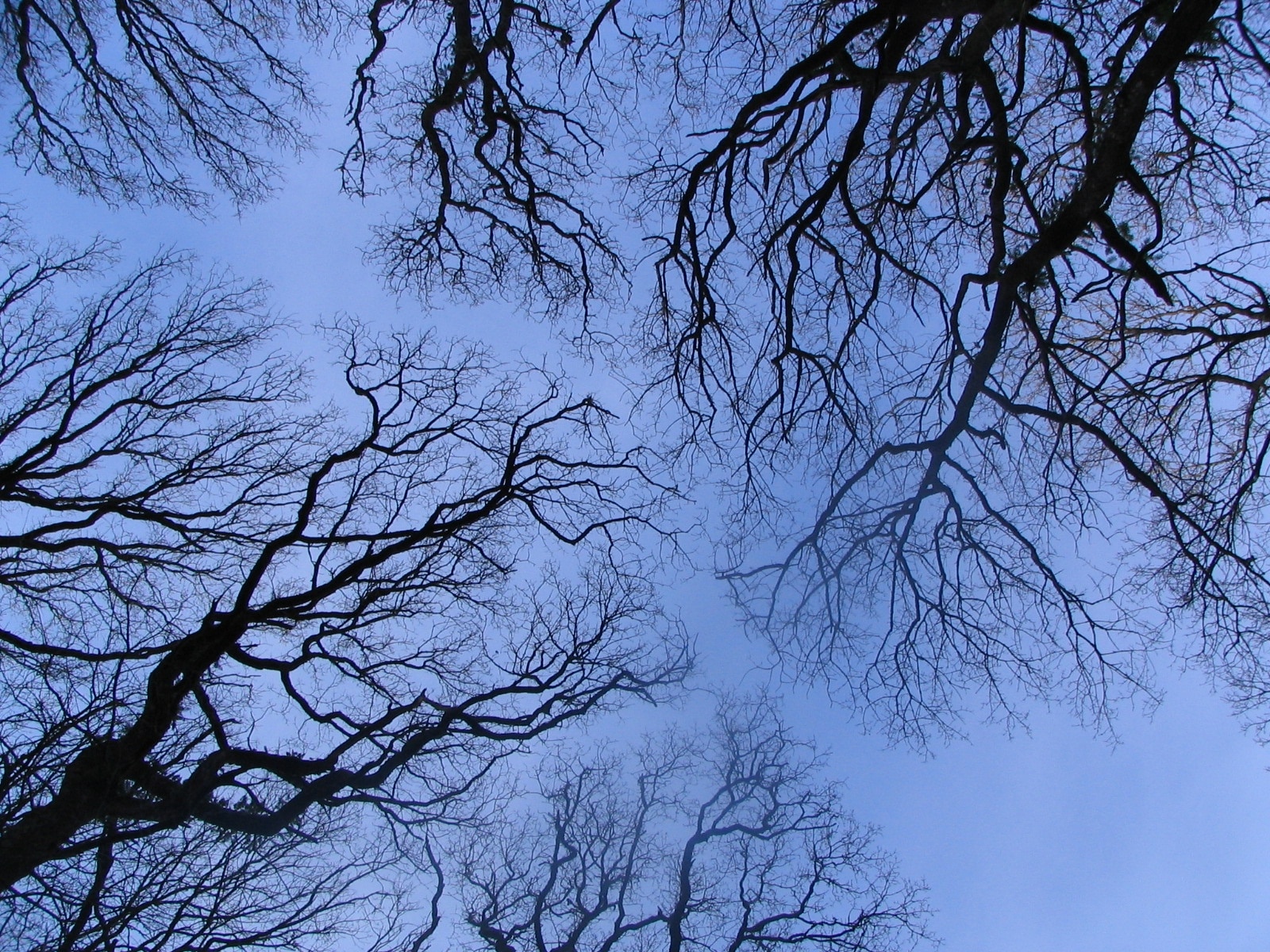 Kuva ”Le Faou” käyttäjältä Gaëlle Fily (CC BY) / rajattu alkuperäisestä kuvasta