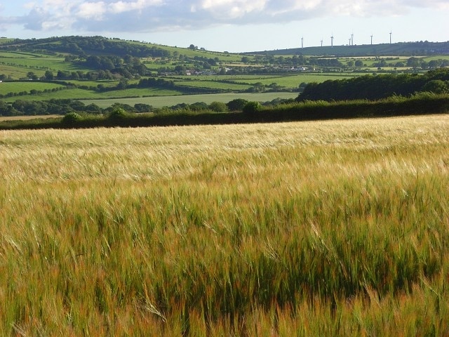 Barley, Boltongate A crop growing beside the B5299 in an area of mostly pastoral farmland. The windfarm on Wharrels Hill is on the skyline.