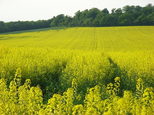 Farmland, Chattis Hill Looking up to the woodland on the site of Danebury hill-fort.