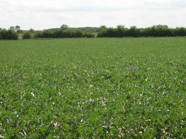 Foto “North Frodingham” tomada por JThomas (CC BY-SA); recorte de la original