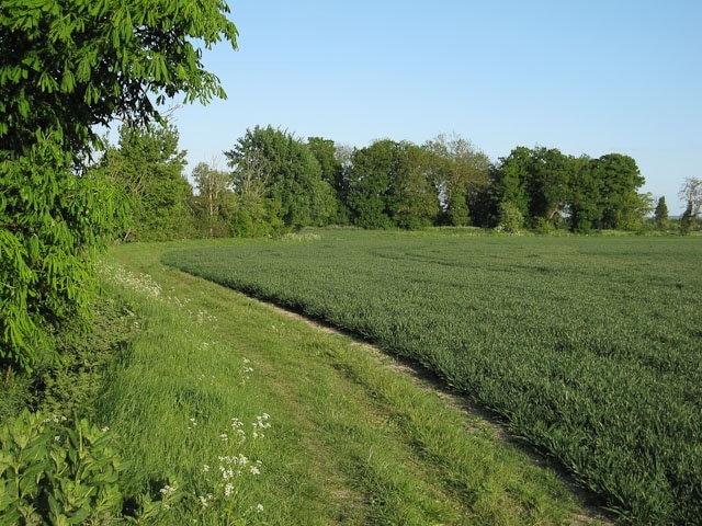 Footpath near Shepreth Between a ditch and wheat field heading towards Shepreth from Shepreth L-Moor.