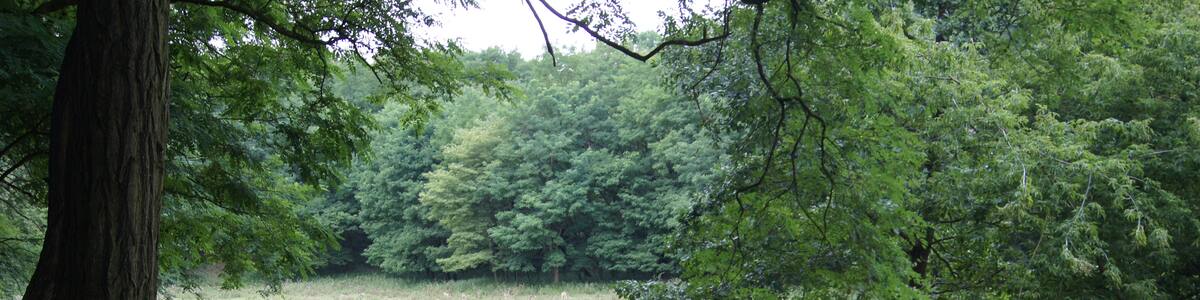 Photo "Fallow deer meadow at Wildpark Frankfurt (Oder), Brandenburg, Germany" by Sebastian Wallroth (Creative Commons Attribution 3.0) / Cropped from original