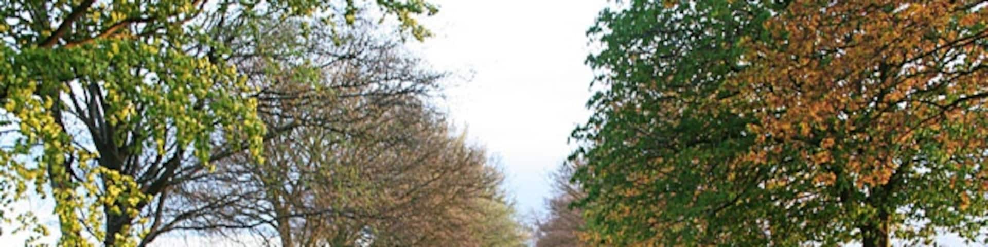 Manor Lane near Whatton, Nottinghamshire. Last of the evening sunshine catches this fine avenue of beech along this narrow country lane which is also known as Hall Lane. Looking towards Whatton Manor.