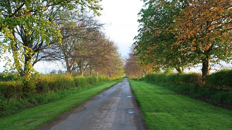 Photo "Manor Lane near Whatton, Nottinghamshire. Last of the evening sunshine catches this fine avenue of beech along this narrow country lane which is also known as Hall Lane. Looking towards Whatton Manor." by Kate Jewell (Creative Commons Attribution-Share Alike 2.0) / Cropped from original