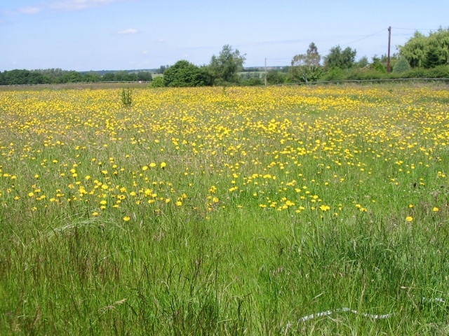 Flower filled meadow near Deerson Farm