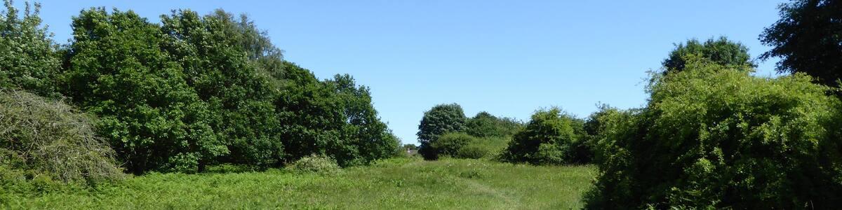 Photo "Red Lodge Heath is a biological Site of Special Scientific Interest in Red Lodge in Suffolk." by Dudley Miles (Creative Commons Attribution-Share Alike 4.0) / Cropped from original