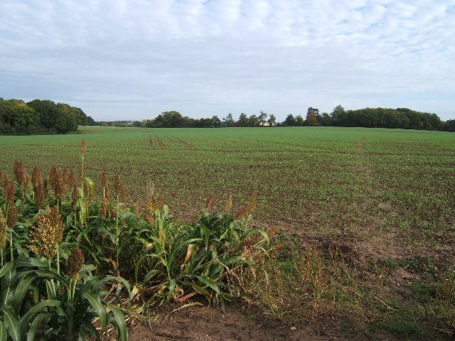 Field between Chasemore Farm and Bookham Lodge. Bookham Lodge is the white building in the middle of the picture. It's just possible to make out the footpath leading to Bookham Lodge on the right of the picture.