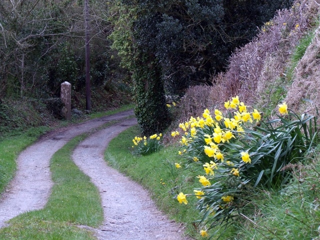 Country lane A view of a narrow country lane near to Bryn Goleu