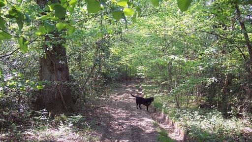 Foto “Frenchmoor” tomada por Trish Steel (CC BY-SA); recorte de la original