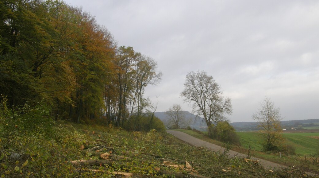 Photo "Réville-aux-Bois" by A pascolini (page does not exist) (CC BY-SA) / Cropped from original