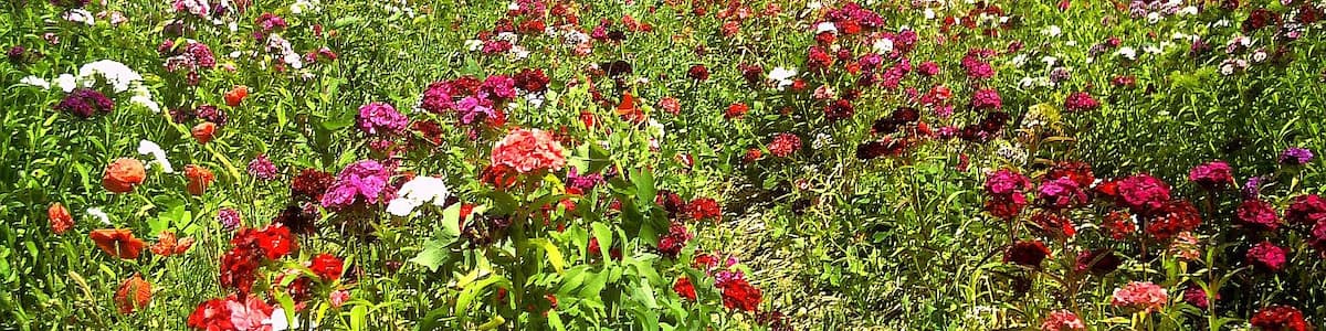 Photo "June Flower Farming Bahlingen" by pictures Jettcom (Creative Commons Attribution 3.0) / Cropped from original