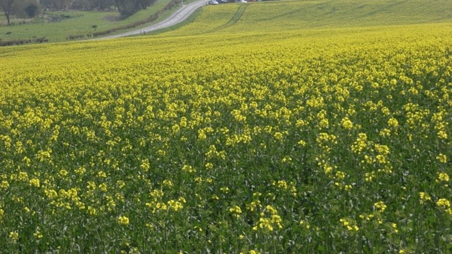 Photo "Oil-seed rape, West Chisenbury Looking down to West Chisenbury and the A345." by Andrew Smith (Creative Commons Attribution-Share Alike 2.0) / Cropped from original