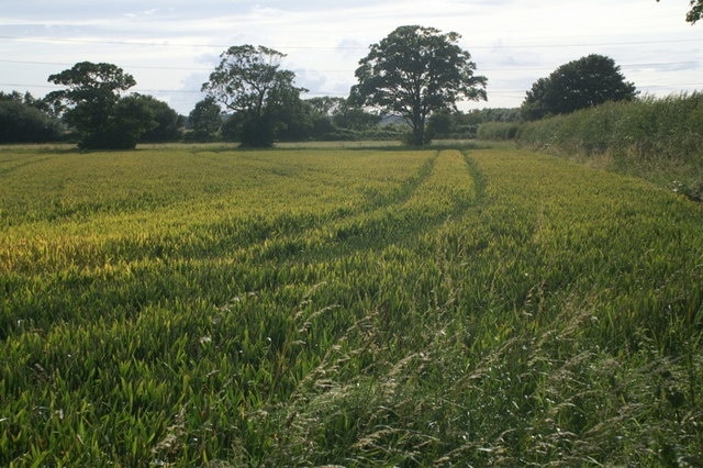 Fields at Gore House, near Lydiate