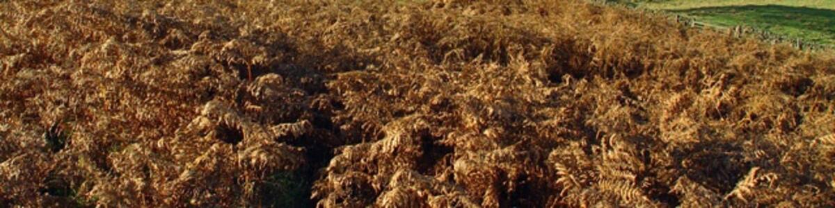 Photo "Westerdale valley Descending into the valley with winter sunshine on a clear day, one gets the clear distinction between the fertile valley and the wild open moors. This view is southwest from the minor road that leads up to the Castleton - Hutton-le-Hole road, (which is still only a minor road)." by Peter Church (Creative Commons Attribution-Share Alike 2.0) / Cropped from original