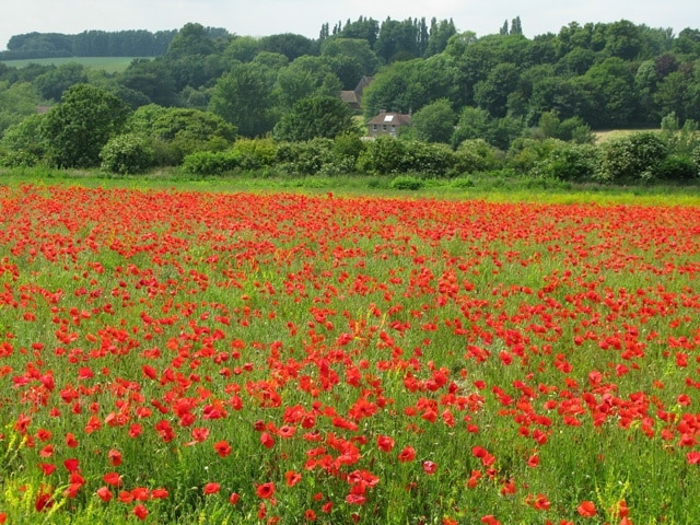 Field (or meadow?) with poppies (Papaver sp.) near Heronden