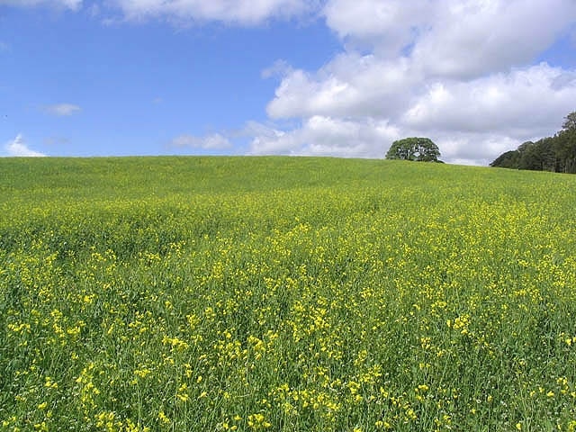 Foto “Hedgeley” tomada por Walter Baxter (CC BY-SA); recorte de la original