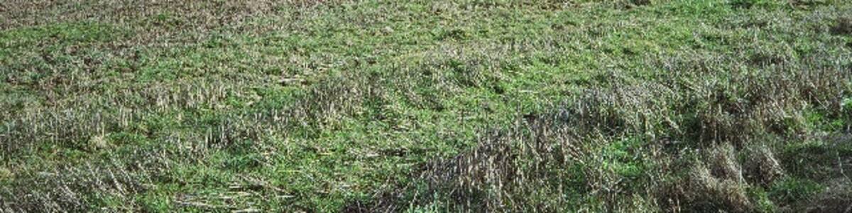 Photo "Fields Behind the Book Barn Looking Towards Hallatrow." by Dominic Dawn Harry and Jacob Paterson (Creative Commons Attribution-Share Alike 2.0) / Cropped from original