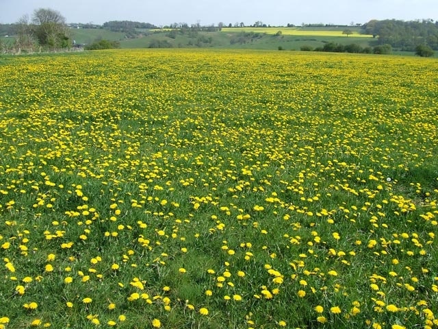 Yet ANOTHER Field of Yellow! Barnsley, Shropshire ........but this time a whole field of dandelions for a change! The field used to be a football ground. The former changing rooms in the north-western corner are marked on this 1:50000 map, but not on the 1:25000 maps of 1999 or 2006.