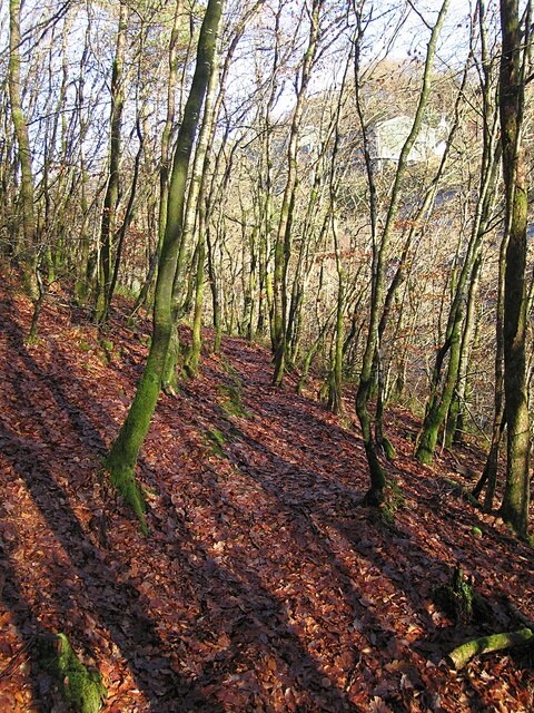 Oak wood on the north side of Ystwyth gorge A faint track comes up from the Miners' Bridge. It links the Pontrhydygroes with the main forest road in Coed Maenarthur forestry.