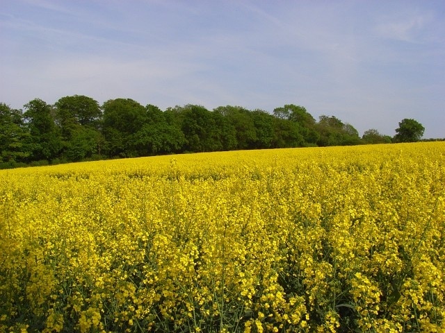 Farmland, Chilton Candover