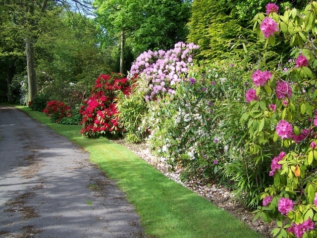 Driveway, Coles Garden Coles is probably best known for its rhododendrons and azaleas, which bloom during the month of May. In late spring, its a technicolour world of flowers, with huge banks of blooms in candy pink, magenta and white. These stunning 26-acre private woodland gardens are open on only a few dates each year.