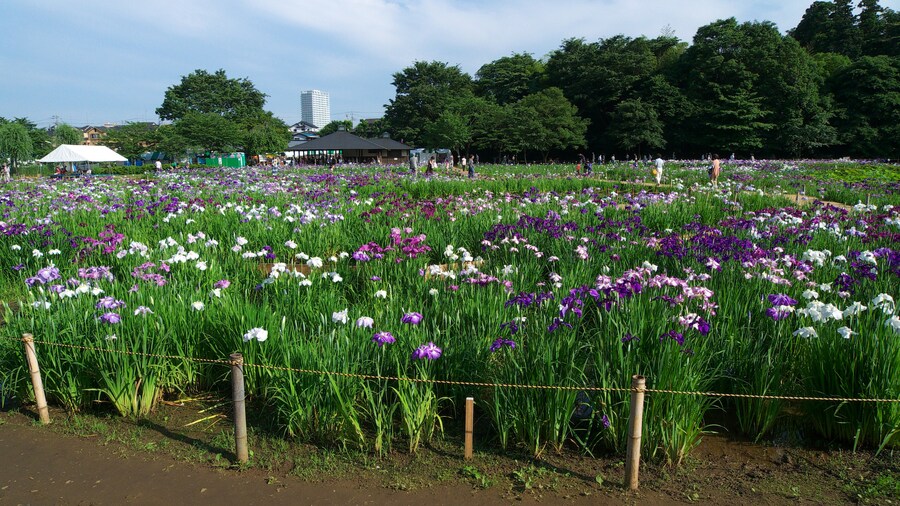 Photo "Japanese iris garden at the Kitayama Park in Higashimurayama City, Tokyo, Japan" by Yasu (Creative Commons Attribution-Share Alike 3.0) / Cropped from original