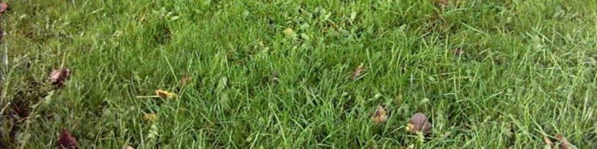 Photo "Molehills. Molehills on a football pitch on the edge of Irlam Moss" by Keith Williamson (Creative Commons Attribution-Share Alike 2.0) / Cropped from original