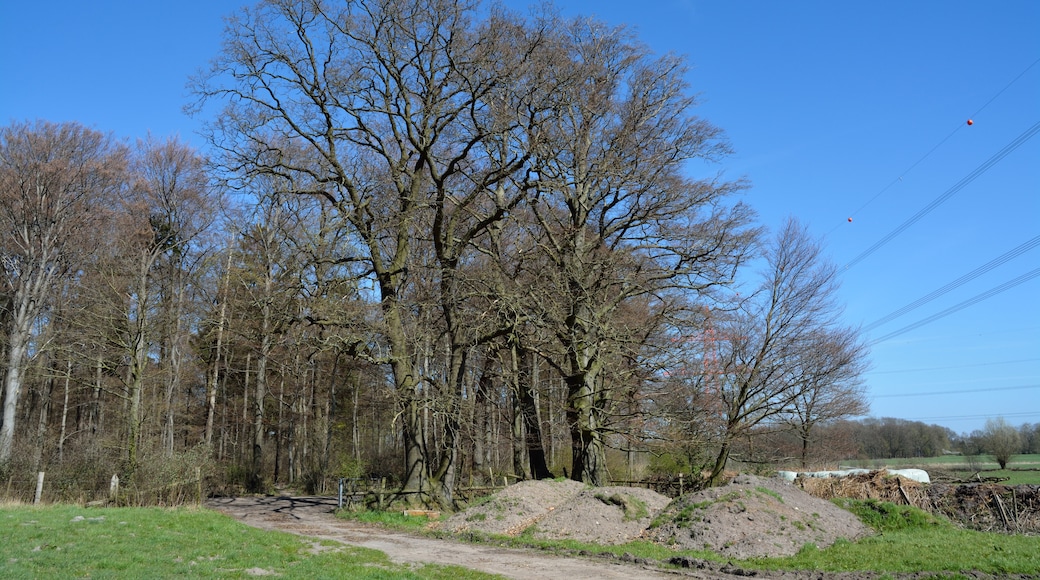 Foto ‘Tornesch’ van Nightflyer (CC BY) / bijgesneden versie van origineel