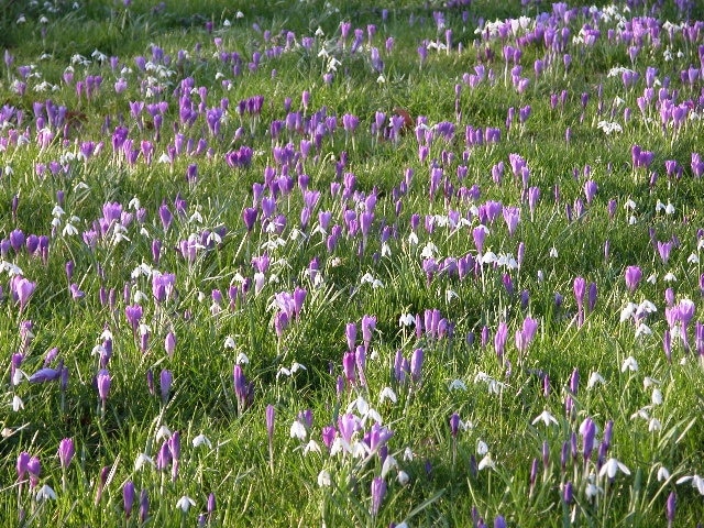 Birlingham Churchyard. Each year the churchyard at Birlingham is a colourful carpet of crocuses and snowdrops.