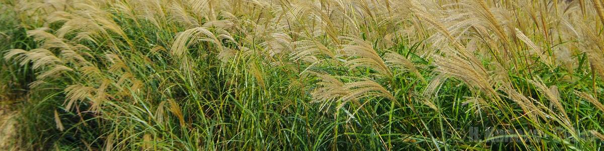 Photo "ススキの黄金の野 (The golden field at Hosono Plateau) Oct 19, 2012" by Hiroaki Kaneko (Creative Commons Attribution-Share Alike 3.0) / Cropped from original