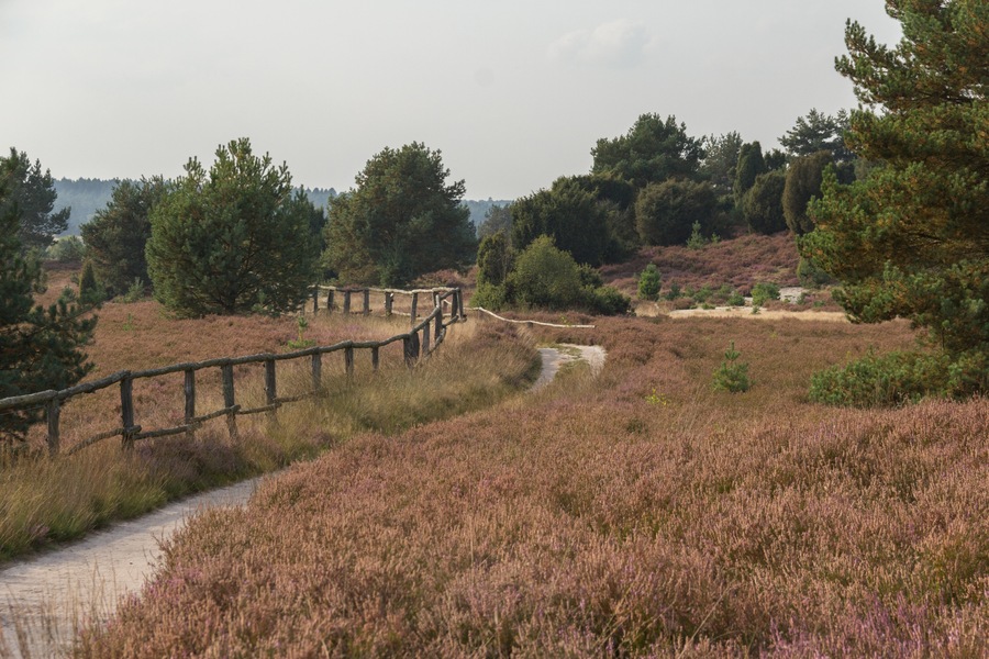 Lüneburger Heide, Undeloh, Naturschutzgebiet, FFH-Gebiet Lüneburger Heide, Vogelschutzgebiet Lüneburger Heide, Naturpark