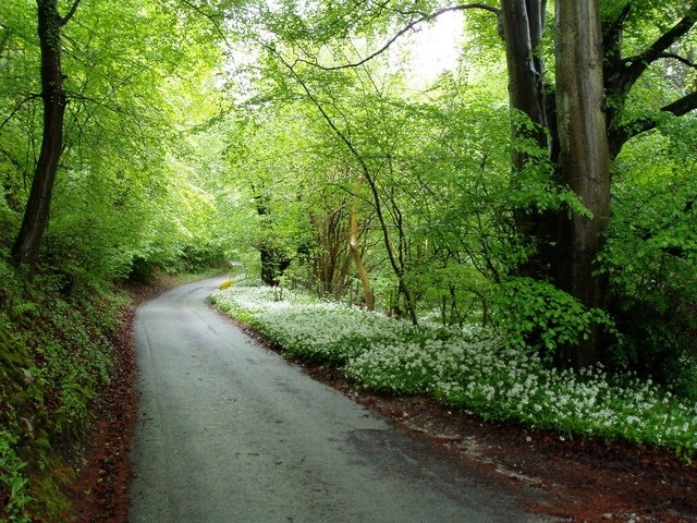 Road to Maeshafn from Llanferres. West of Maeshafn, the country road goes through woodland, full of ramsoms at this time of year.