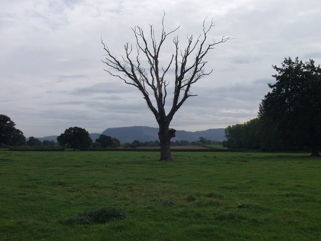 Great oaks from little acorns grow (2) The other end of the tree cycle, maybe 200 years separate the two oak trees (Quercus robur) sown in the geograph pictures.