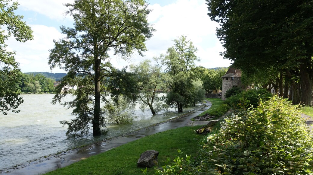 Rheinhochwasser Juni 2016