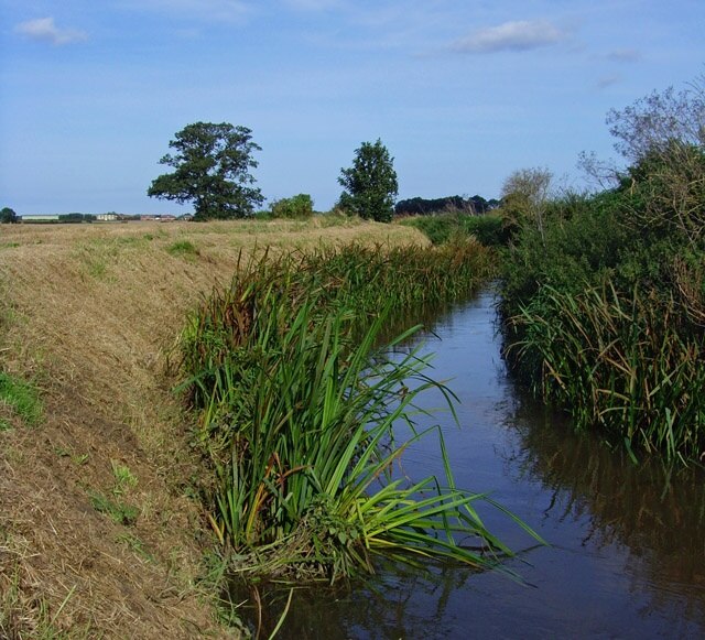 Foto “Swine” tomada por Paul Harrop (CC BY-SA); recorte de la original