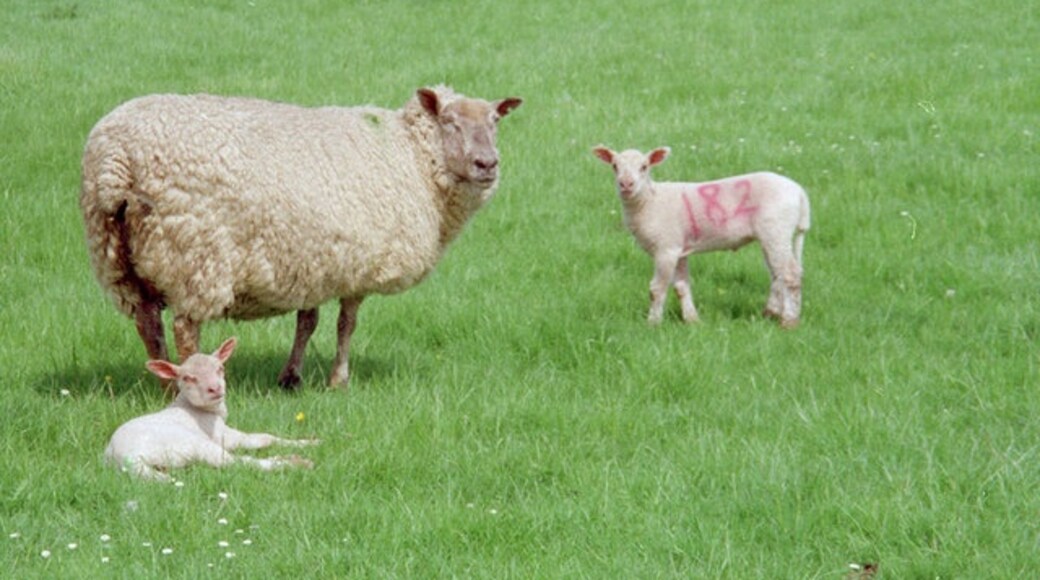 "Kelvedon Hatch"-foto av Christine Matthews (CC BY-SA) / Urklipp från original