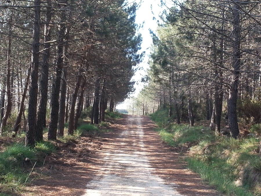 Road through El Surar 1, Pinet, Valencia