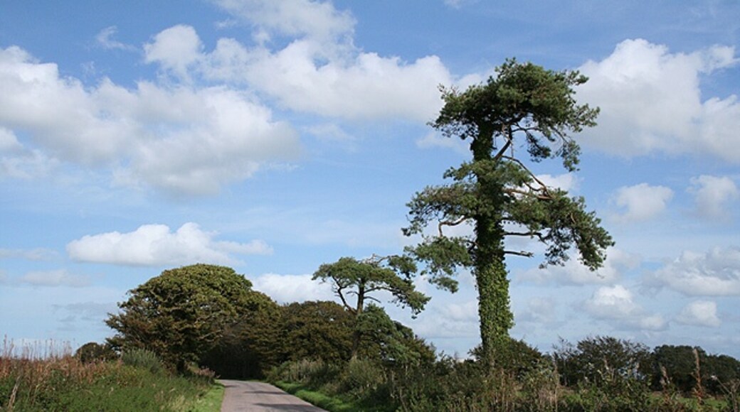 "Rose Ash"-foto av Martin Bodman (CC BY-SA) / Urklipp från original