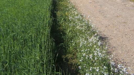 Kuva ”Whitton” käyttäjältä Andrew Hill (CC BY-SA) / rajattu alkuperäisestä kuvasta