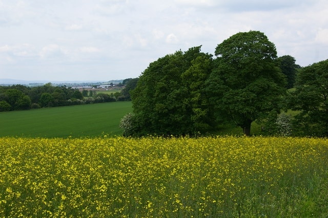 Halfpenny Green Airport, Bobbington View across Rape fields at Whitehouse Farm towards the Airport