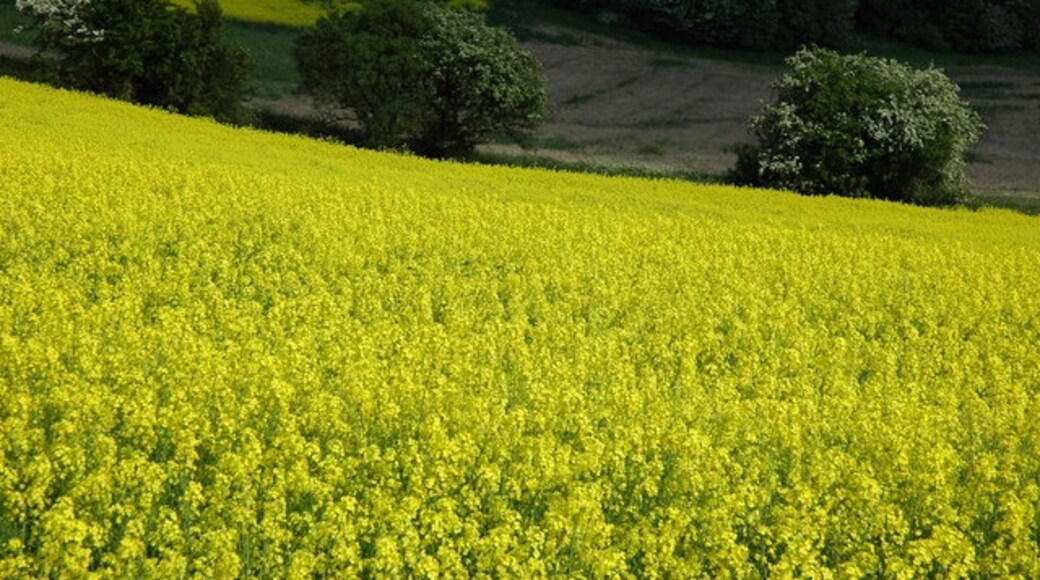 "Sevenhampton"-foto av Philip Halling (CC BY-SA) / Urklipp från original