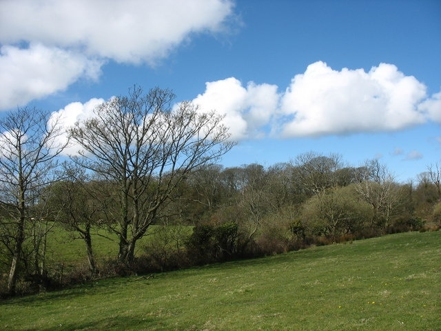 A hedge along a sheuch at Brynddu