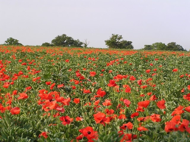 Foto "Churchill" de Richard Dunn (CC BY-SA) / Recortada do original