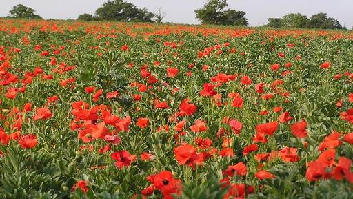 Foto "Churchill" de Richard Dunn (CC BY-SA) / Recortada do original